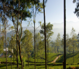 Ceylon Tea Trails Dunkeld